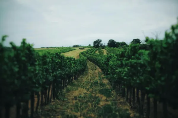 Rows of lush green grapevines stretching across a vineyard with rolling hills in the background